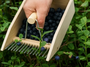 Berry picker