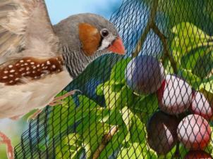 Anti-Bird netting for garden 3x10 m