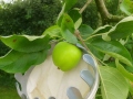aug-u-un-bolu-sav-c-js-7
