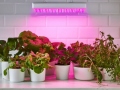 Fitolampa 225 LED