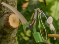 tall-tree-branches-cutter-25-mm-5