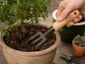 Bonsai dakša puķu podiem