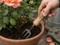 Bonsai dakša puķu podiem
