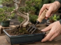 Bonsai dakša puķu podiem