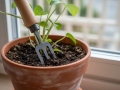Bonsai dakša puķu podiem