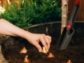transplant-trowel-solid-narrow-2