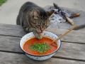 14 l Emailitud katel Gulash