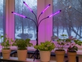Fitolempa 4x20 LED