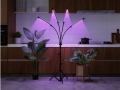 Fitolempa 4x20 LED