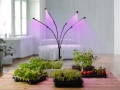 Fitolempa 4x20 LED