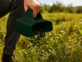 Prietaisas uogų rinkimui BerryMaster