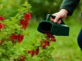 Prietaisas uogų rinkimui BerryMaster