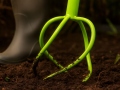 cultivator-and-tiller-gardlov-4