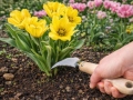 Root knife
