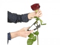 rose-thorn-remover-3