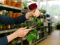 rose-thorn-remover-11