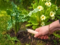 Root knife