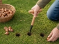 Garden Dibber