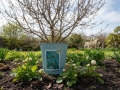 Spainis Almond Blossom