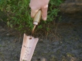 Sodinimo mentelė Copper
