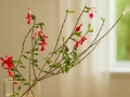 anzuchtsystem-ikebana-s-2