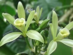 vani-a-acteku-orhideja
