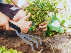 3-tine cultivator