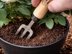 3-tine cultivator MINI