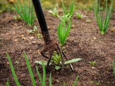 Weed remover