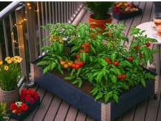 Raised bed 120x80x19cm