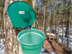 Tree tapping kit