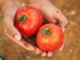 Wie Tomaten einbringen?