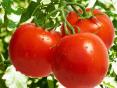 Kā pareizi novākt tomātus?