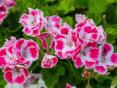 Pelargoniju ziemošanas padomi
