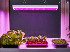 Grow light 225 LED