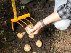 Potato digger Tornadica