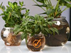 Flower pot Hydroponic S